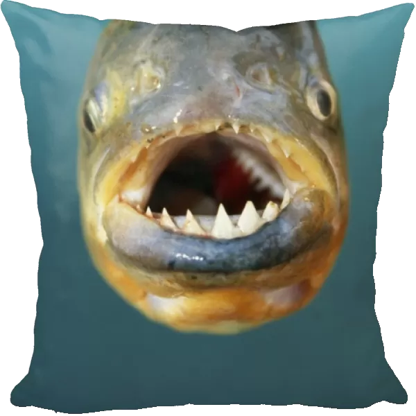Red-Bellied Piranha Fish
