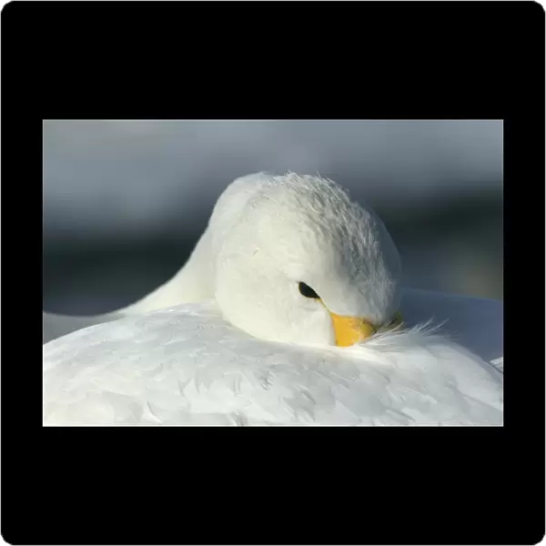 Whooper Swan Wintering on ice lakes in Hokkaido, Japan