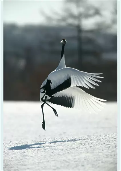Red-crowned Crane - displaying, jumping with wings outstretched Hokkaido, Japan