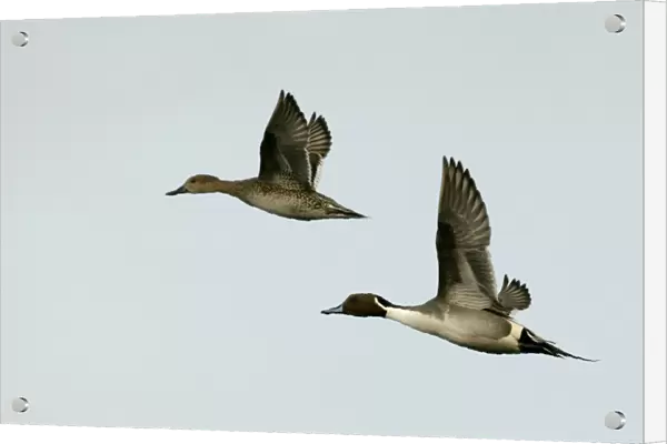 Pintail - pair in flight