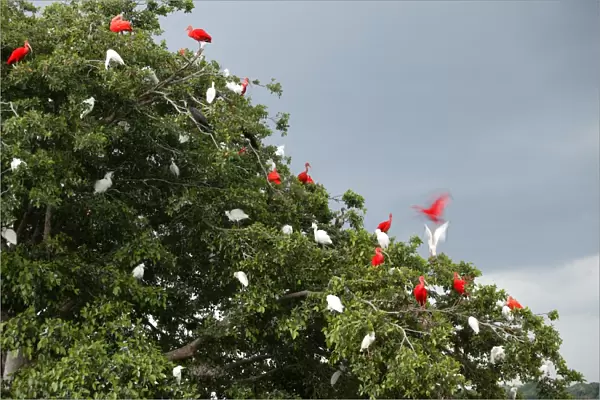 Red Ibis. WAT-9060. Scarlet Ibis - group in tree