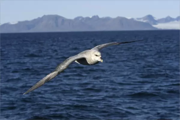 Northern Fulmar - in flight, at sea. Spitzbergen. Svalbard