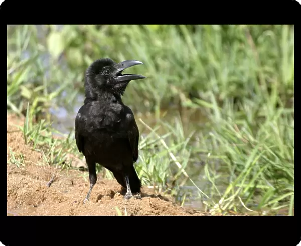 Large-billed Crow Bandhavgarh NP India