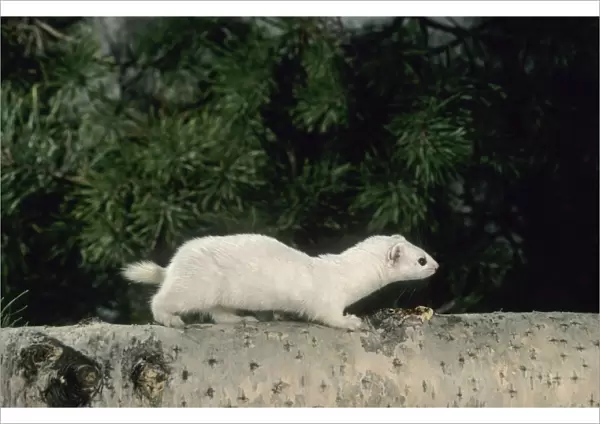 Weasel in white winter fur, adult; common predator in taiga-forests; Ur37. 1218