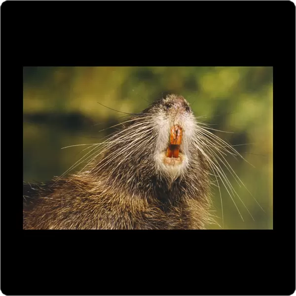 Coypu  /  Nutria - adult, close-up of mouth and teeth