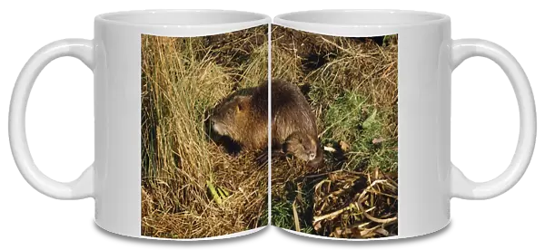 Coypu  /  Nutria - adult and baby