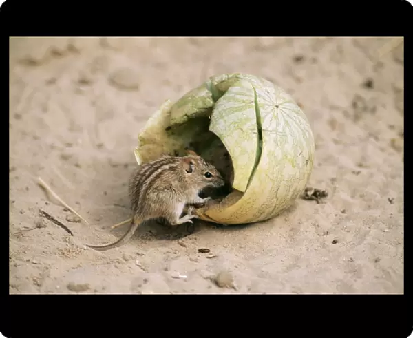 Striped Mouse Eating tsama melon, kalahari