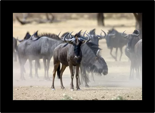 Brindled Gnu  /  Blue Wildebeest  /  Common Wildebeest  /  White-bearded Wildebeest - Herd waiting to drink at waterhole. Prefers open savanna woodland and grassland. Northern areas of southern Africa, Namibia, Angola and Zambia