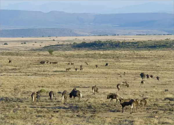 Black Wildebeest  /  White-tailed Gnu - herd in typical habitat. Inhabits low karroid scrub and open grassland. Endemic to South Africa. Mountain Zebra National Park, Eastern Cape, South Africa