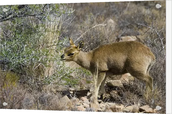 Klipspringer female browsing on bush. Preorbital scent gland visible. Confined to rocky habitats. Karoo National Park, Western Cape, South Africa