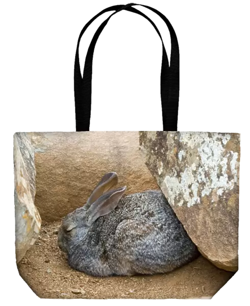Smith's Red Rock Rabbit resting up amongst boulders during day. Inhabits rocky habitats. Endemic in south of southern Africa. Valley of Desolation, Camdeboo National Park, Eastern Cape, South Africa