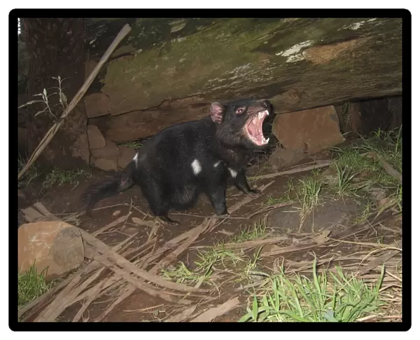 Tasmanian Devil - female with mouth open and young approx. 10 weeks old Trowunna Wildlife Park, Tasmania, Australia PPC11497