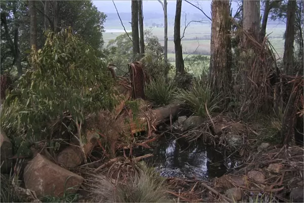 Tasmanian Devil - in natural habitat, Mole Creek Trowunna Wildlife Park, Tasmania, Australia. PPC11510