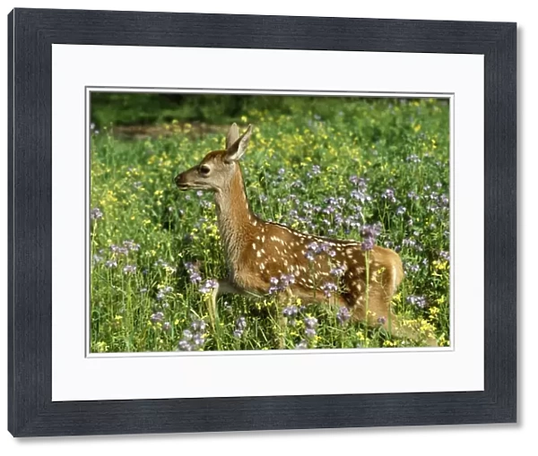 Red Deer - fawn