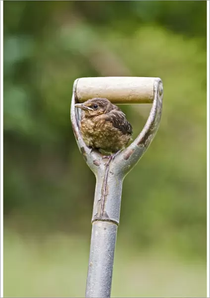 Blackbird – youngster on garden fork Bedfordshire UK 004887