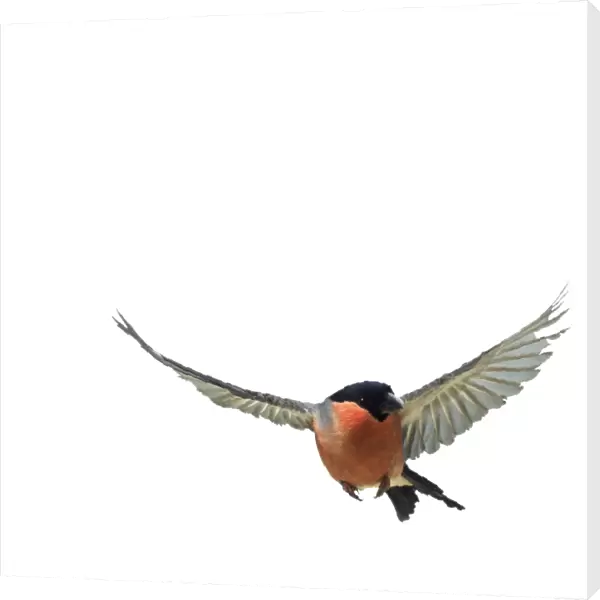 Bullfinch Male In flight