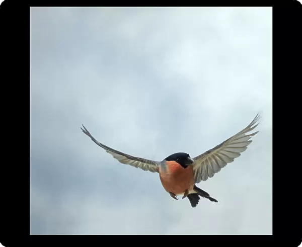 Bullfinch Male In flight, head