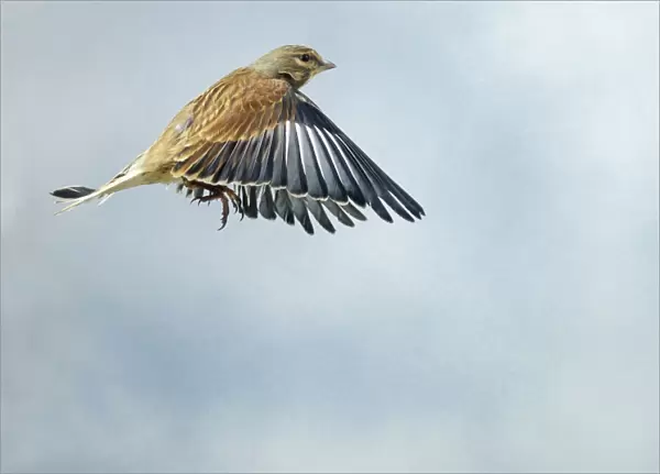 Linnet Male in flight side view wings down winter plumage UK