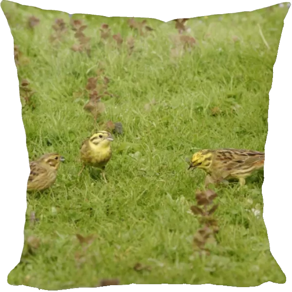 Yellowhammers - Group feeding in meadow. Bedfordshire UK 003