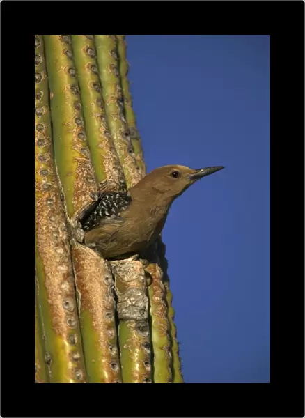 Gila Woodpecker - Appearing from hole in Cactus Feeds on nectar and insects in the Saguaro cactus blossom - helps pollinate cactus - makes holes in Saguaro cactus for their nests which are then used by other birds Common Sonoran