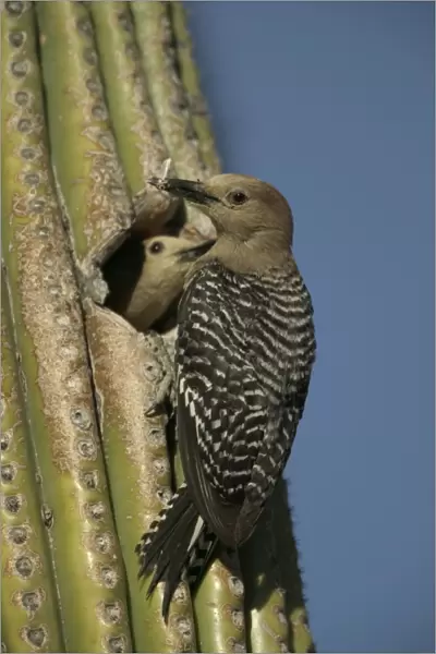 Gila Woodpeckers At nest in Cactus with food in beak Feeds on nectar and insects in the Saguaro cactus blossom - helps pollinate cactus - makes holes in Saguaro cactus for their nests which are then used by other