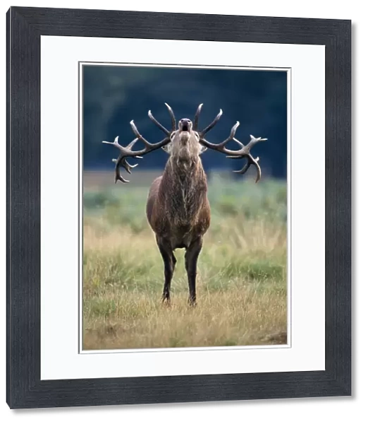 Red Deer - Roaring stag in rut UK