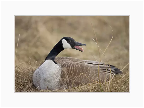 Canada Goose - Female sitting on nest-The most common and best-known goose, identified by the black head and neck and broad white cheek-Breeds on lake shores and coastal marshes-Gathers in large flocks after the breeding season