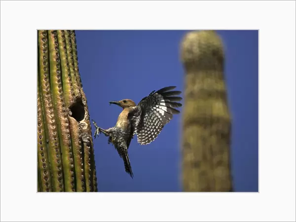 Gila Woodpecker - in flight, entering nest with food in mouth - Feeds on nectar and insects in the Saguaro cactus blossom - helps pollinate cactus - makes holes in Saguaro cactus for their nests which are then used by other birds - common Sonoran