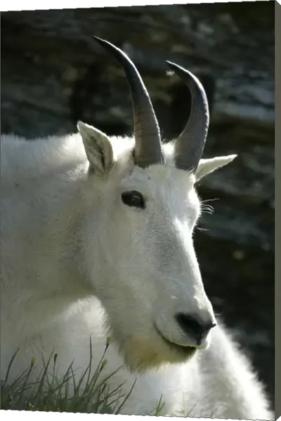 Mountain Goat - Adult Male -Inhabits high mountain ranges from SE Alaska through British Columbia to Washington and the Rockies of Montana and Idaho-Introduced populations in Oregon