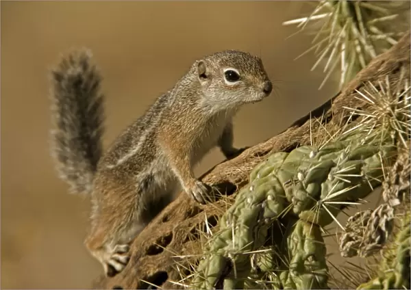 Harris Antelope Squirrel  /  Yuma Antelope Squirrel - On cactus. Arizona, USA - Found in southwestern Arizona and northwestern Mexico - Lives in low arid desert with sparse vegetation
