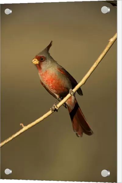 Pyrrhuloxia - Male perched on branch - Arizona, USA- Rose-colored breast and crest suggest a Cardinal but the gray back and yellow bill set it apart - Range is southwest U. S. to central Mexico - Habitat is mesquite-thorn scrub and deserts
