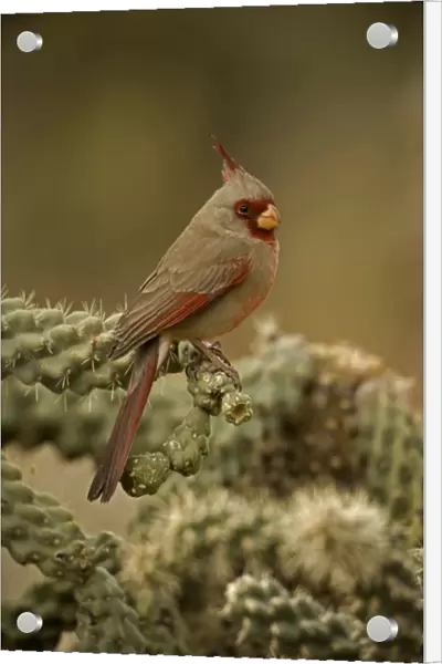 Pyrrhuloxia - On cactus - Arizona, USA- Male - Rose-colored breast and crest suggest a Cardinal but the gray back and yellow bill set it apart - Range is southwest U. S. to central Mexico - Habitat is mesquite-thorn scrub and deserts