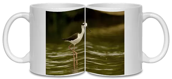 Black-necked Stilt - In water. Arizona USA - Habitat is grassy marshes mudflats pools and shallow lakes -Range from western and southeastern U. S. to Argentina - Eats insects-crustaceans and other aquatic life