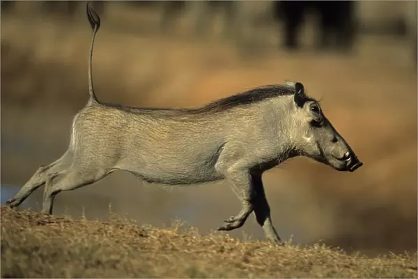 Common Warthog - Running. Lives in open and arid areas in central and southern Africa - In spite of great tolerance of heat and drought they depend upon natural and self-dug shelters to escape extremes of heat and cold