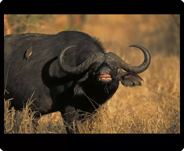 Cape Buffalo - Showing teeth. With Red-billed Oxpecker on back. Zimbabwe, Africa
