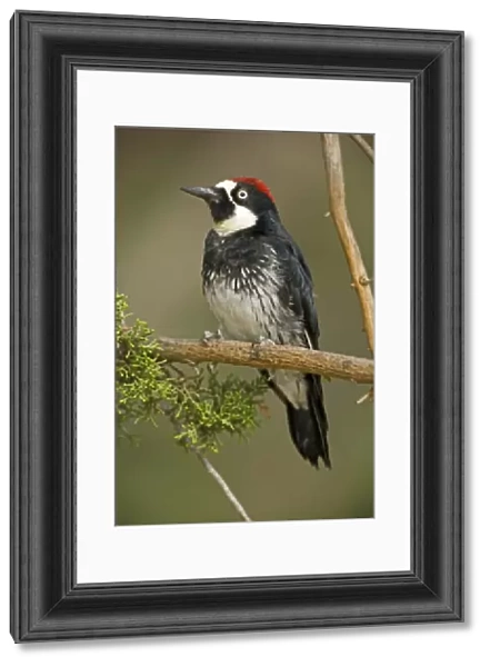 Acorn Woodpecker - Habitat is woods, groves, mixed forest, canyons and foothills. Range is western United States to Colombia Arizona, USA