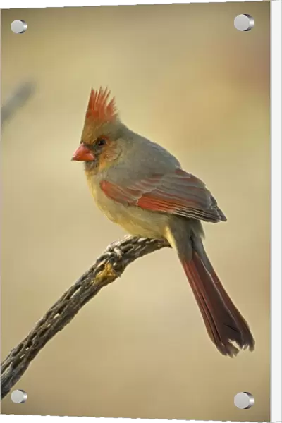 Northern Cardinal - Female, perched on ocotillo. Range is southern Quebec to Gulf states, southwest U. S. and Mexico to Belize. Arizona, USA