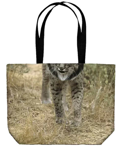 Pardel Lynx  /  Iberian Lynx - Endangered - Very similar to Lynx as distinguished by smaller size and heavier and smaller spots and more pronounced chin beard