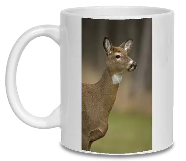 White-tailed Deer (Odocoileus virginianus) - New York - Doe - Found over much of the U. S. -southern Canada and Mexico and introduced elsewhere in the world - Lives in forests-swamps
