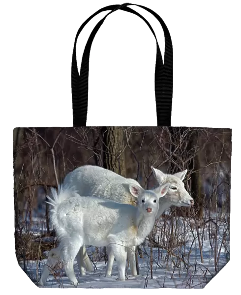 White-tailed Deer (White Color Phase) (Odocoileus virginianus) - New York - Doe and fawn - A rare color phase resulting from double recessive white genes which occurs rarely naturally - These white individuals occur in unusually high proportion on a