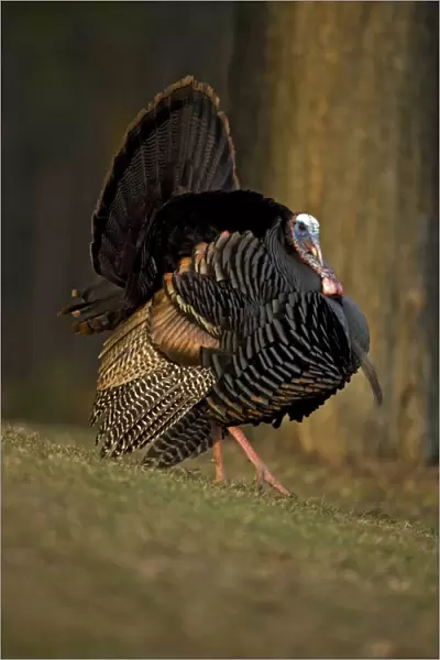 Wild Turkey (Meleagris gallopavo) - Male in diplay - New York - Widespread in the U. S. and Mexico - reintroduced in much of former range - largest gamebird in North America - birds of the open forest - forage mostly on the ground for seeds - nuts