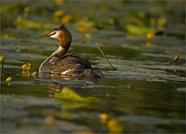 Great Crested Grebe (Podiceps cristatus) - UK - Adult carrying young on back - Found in Europe-South Africa and Australia - Strictly aquatic and during breeding season usually occupy bodies of still fresh water - Mainly eats sizeable fish but also a