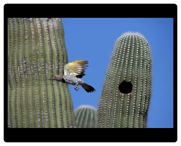 Gilded Flicker flying from nest in Saguaro Cactus - Sonoran Desert - Arizona - Male - These woodpeckers are permanent residents that are found in all desert habitats - Makes holes in saguaro cactus for nests which are later used by other birds