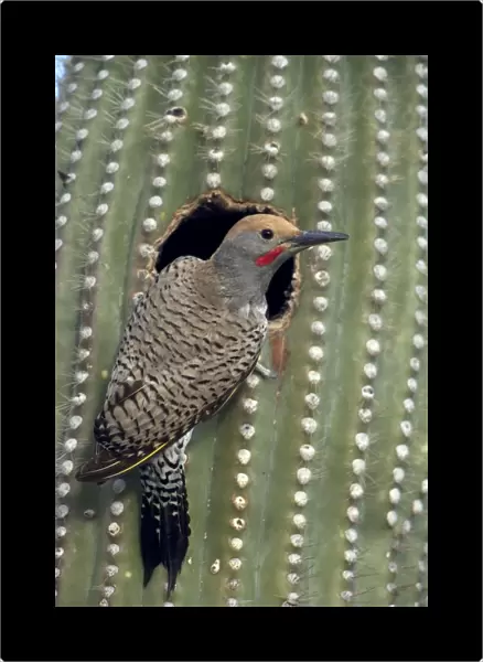 Gilded Flicker (Colaptes chrysoides) at Nest in Saguaro Cactus - Sonoran Desert - Arizona - These woodpeckers are permanent residents that are found in all desert habitats - Makes holes in saguaro cactus for nests which are later used by other birds
