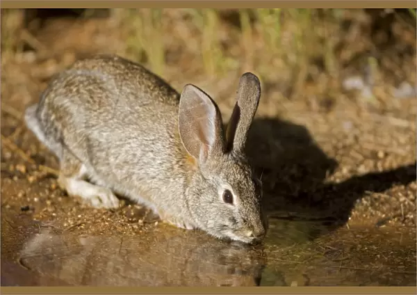 Desert Cottontail - Drinking from temporary pool - Habitat is grassland to creosote brushes and deserts - Ranges from California to Texas and E Montana to SW North Dakota - Chief foods are grasses-mesquite and cactus Sonoran desert Arizona