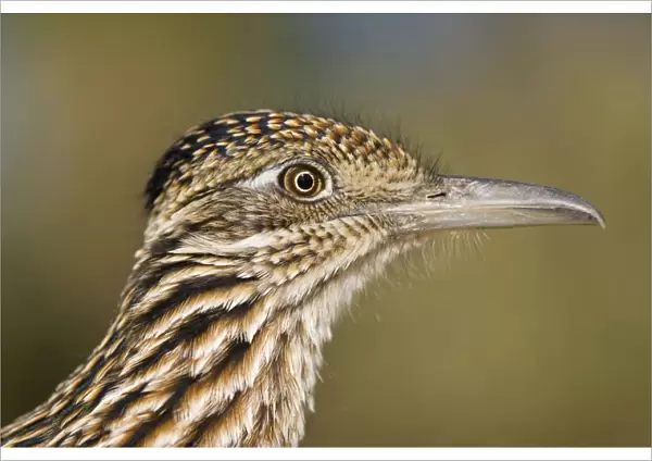 Greater Roadrunner - head shot - Large-crested-terrestrial bird of arid Southwest - Common in scrub desert and mesquite groves - Seldom flies -Eats lizards-snakes and insects Arizona