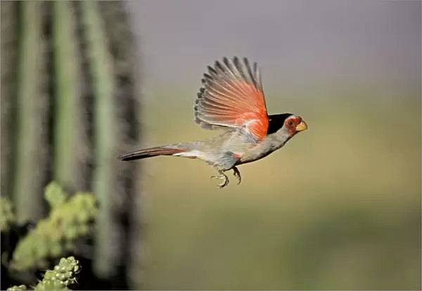 Pyrrhuloxia - Male - In flight - Rose-colored breast and crest suggest a Cardinal but the gray back and yellow bill set it apart - Range is southwest U. S. to central Mexico - Habitat is mesquite-thorn scrub and deserts Arizona USA
