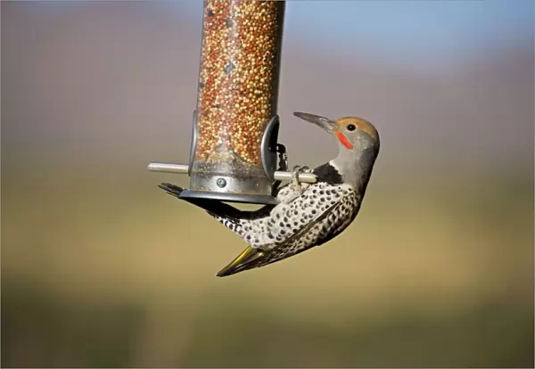 Northern Flicker - on bird feeder - Common in open woodlands and suburban areas - Often found in Sonoran Desert where they make nests in Saguaro cactus - Often feeds on the ground Sonoran Desert - Arizona USA