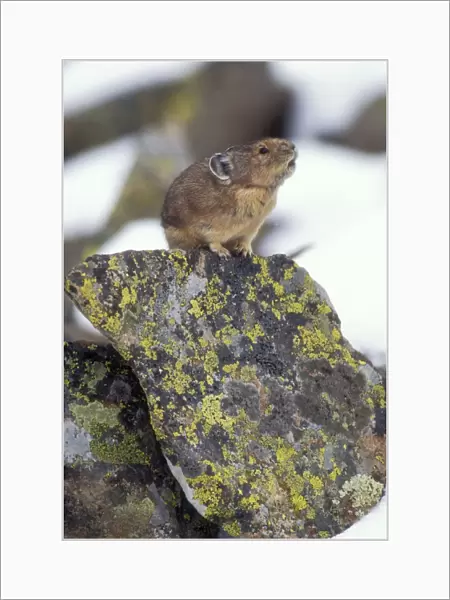 Pika  /  Cony Related to Rabbits. Calling to declare it's territory, Nr Timberline Country, USA