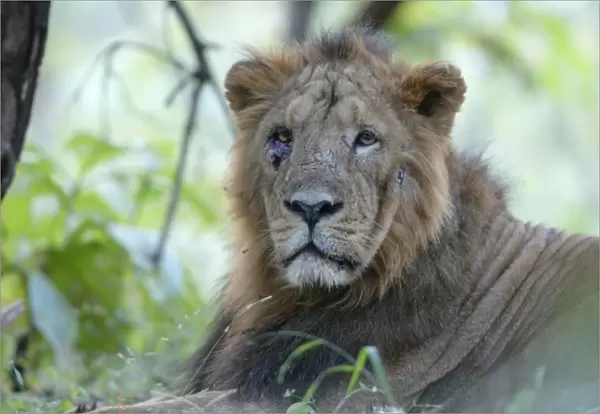 Asiatic Lion - with injured eye & face Sasan Gir NP, Gujarat, India
